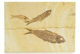 Limestone with Three Fossil Fish (Knightia) - Wyoming #345402-1